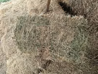 Develer (parti, cinsiyet belirtilmedi), Develer — foto 1