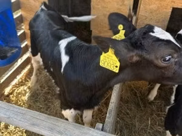 Taureau, Race Holstein