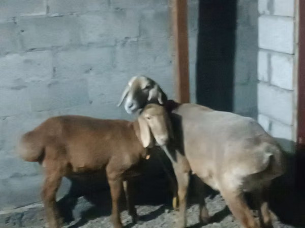 ცხვარი, Rhon sheep