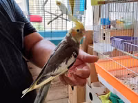 Korella əl qusu 3 ayliq əldə oynuyur Tam vitaminli qusdu dişidi Real — foto 3