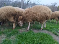 Ovce (šarže, pohlaví neuvedeno), Ovce — foto 3