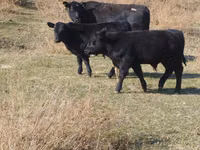 Taureau, Swiss cattle — photo 1