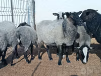 ცხვრები (პარტია, სქესი არ არის მითითებული), Romanov sheep — ფოტო 1