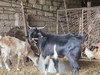 თხა, თხები — ფოტო 1