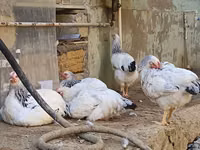 Chickens — foto 2