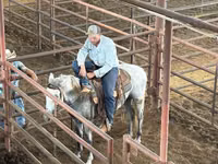Cavalo, Tennessee Walking Horse — foto 7