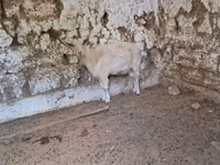 பெண் வெள்ளாடு, Russian White goat — புகைப்படம் 1