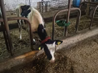 காளை, Russian Black pied cattle — புகைப்படம் 3