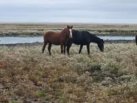 ცხენი, Mugalzhar horse — ფოტო 5