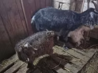 Kozioł, Kozy — zdjęcie 1