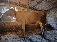 Qoʻy, Charollais sheep — 1-rasm