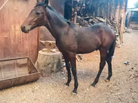 حصان, French Trotter — الصورة 5