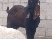 Bode, Nubian Goat — foto 7