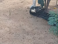 Domestic Muscovy — 1-rasm