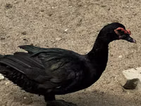 Ducks — foto 2
