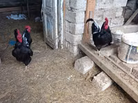 Chickens — foto 2