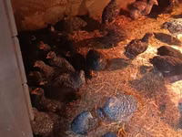 Australorp — zdjęcie 3
