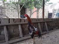 Chickens — foto 1