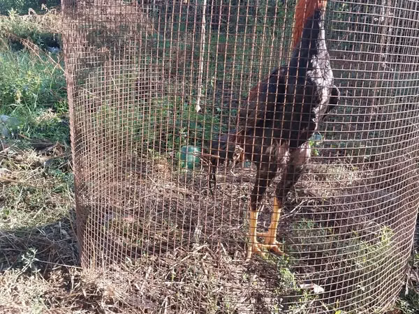 Chickens