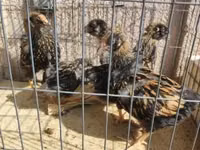वायंडॉट — फ़ोटो 4