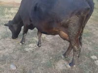 Vaca, Vaca vermelha sem chifres — foto 4