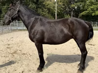 雌馬, Percheron — 写真 1