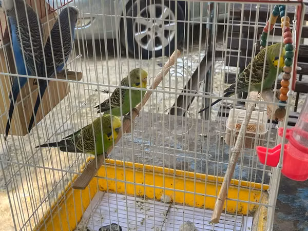 Bülbül (nimfa) deyil, dalğaquşu (budgerigar) qəfəsi və quşlar -