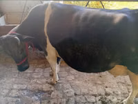 İnek, Sığır — foto 6