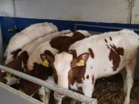 Toro, Simmental cattle — foto 3