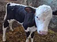 பசு, Russian Black pied cattle — புகைப்படம் 2