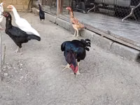 Chickens — 4-rasm