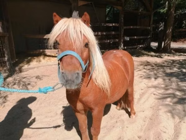 At, Shetland Pony