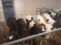 Cattle (batch, sex not specified), Simmental cattle — photo 5