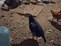 Chickens — foto 7