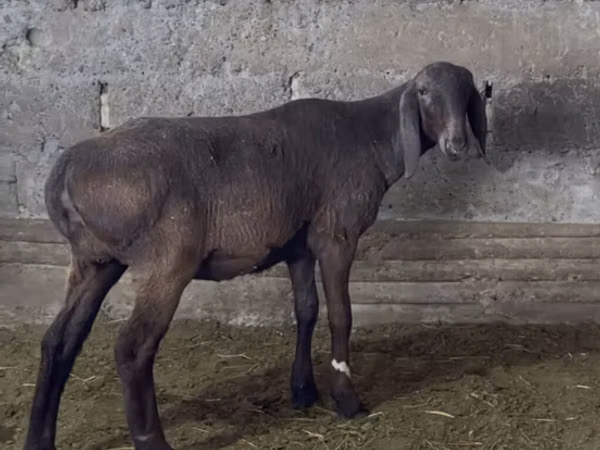 Qoyun, Arashan sheep