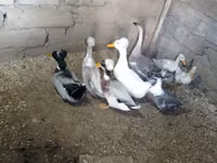 Ducks — foto 1