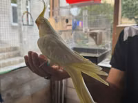 Watsap elaqe Növ: Nimfa (Cockatiel) – lutino rəng mutasiyası Rəng və — foto 2