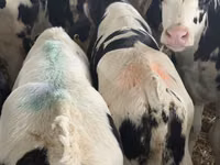 Skot (série, pohlaví neuvedeno), Simmental cattle — foto 6