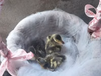 Ducks — 写真 8