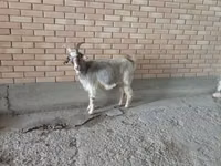 Koza, Alpine goat — foto 2