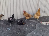 gallina danesa — foto 1