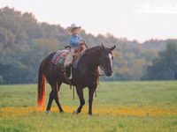 ცხენი, Quarter Horse — ფოტო 4