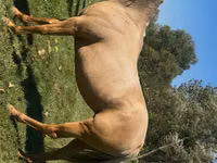 فرس, Quarter Horse — الصورة 5