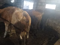 Taureau, Simmental cattle — photo 2