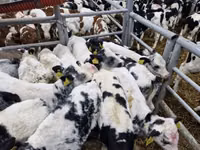 Taureau, Vache limousine — photo 2