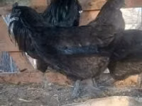 Ayam Cemani — Foto 4
