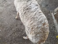 Owca, Owce — zdjęcie 6