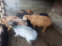 Brebis, Moutons — photo 1