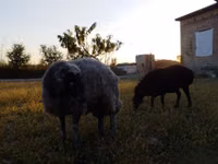 Beran, Rhon sheep — foto 2