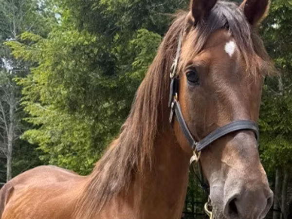 Jument, Dutch warmblood horse
